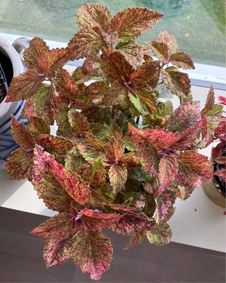 Coleus