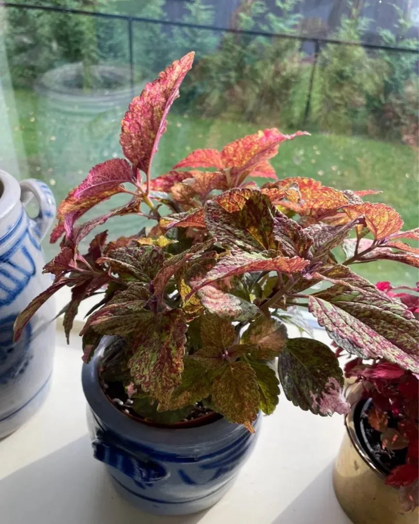 Coleus