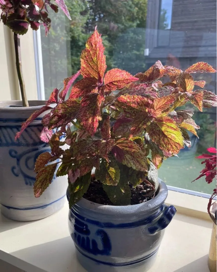 Coleus