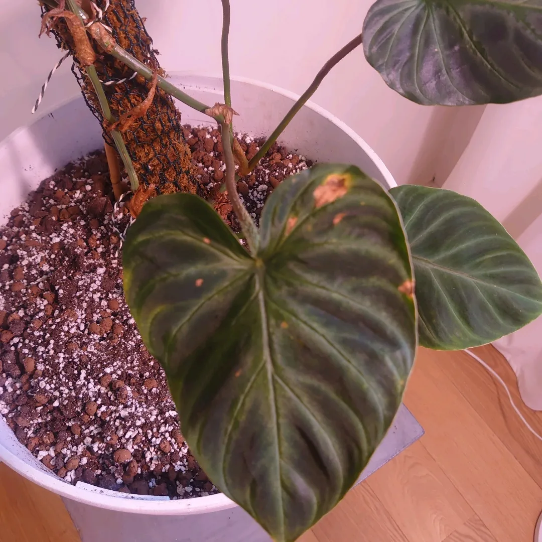 Philodendron