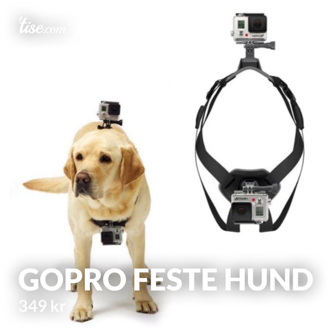 Gopro feste hund