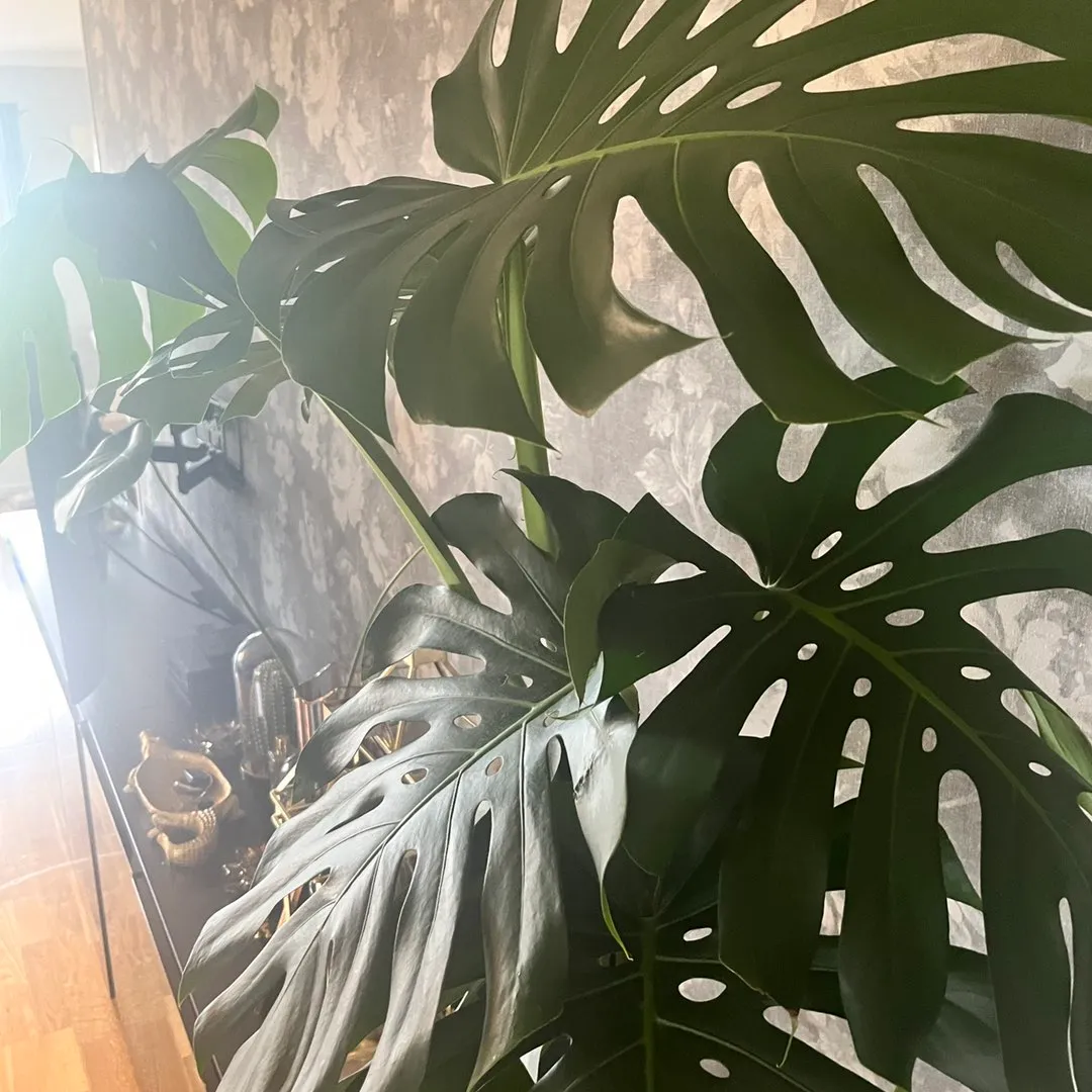 Monstera plante