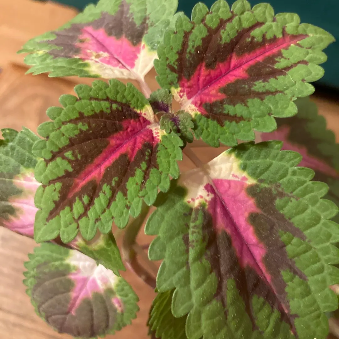 Coleus