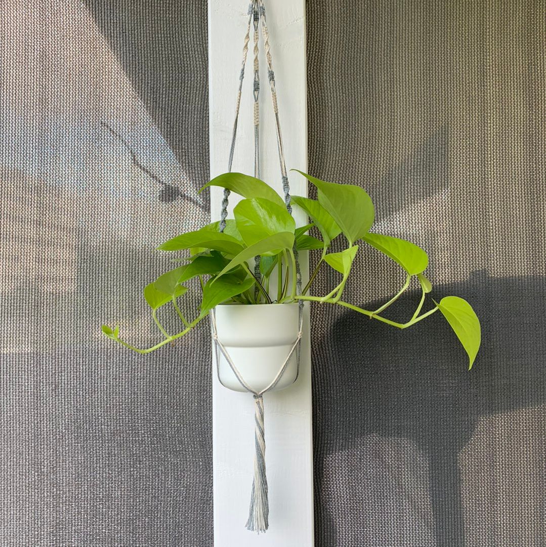 Neon Pothos  Ampel