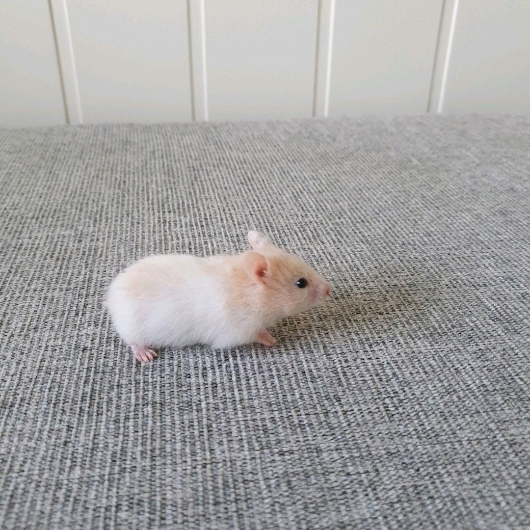 Syriske Gullhamster