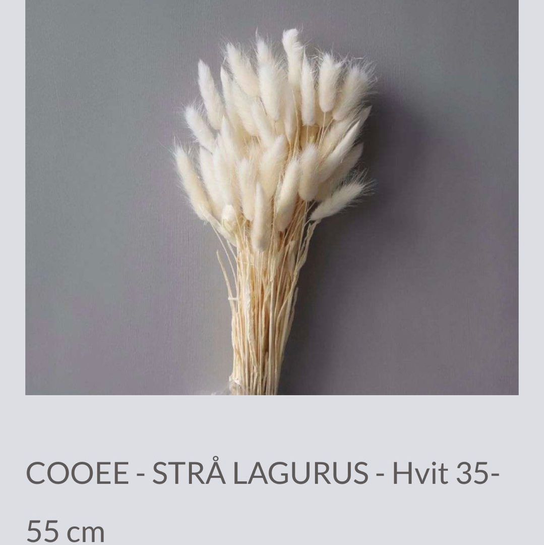 Cooe design pampas