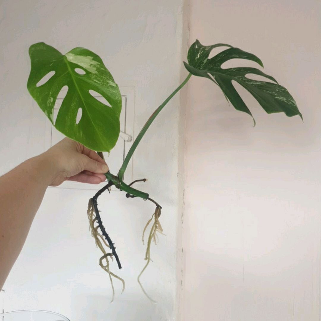 Monstera Veriegata