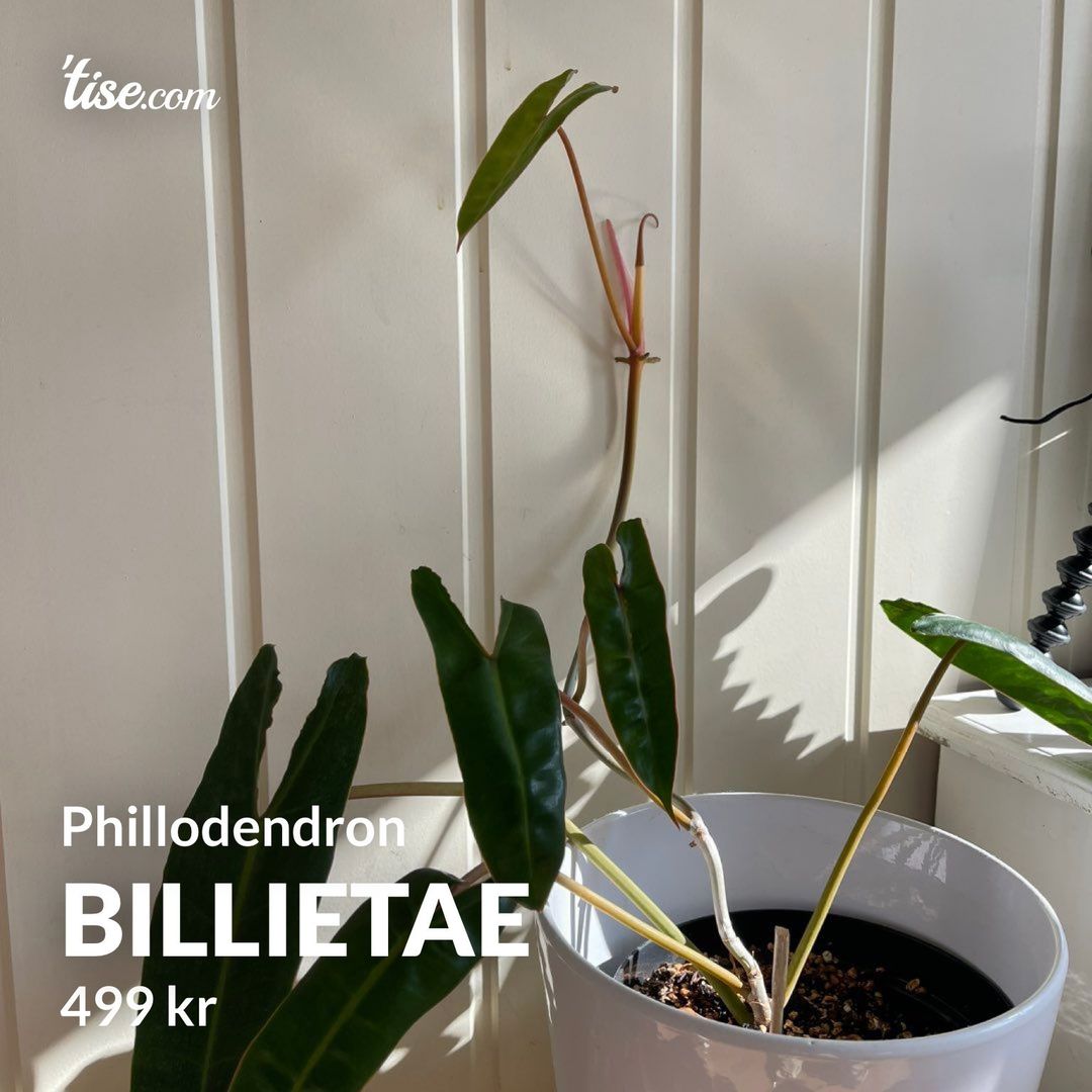 Billietae