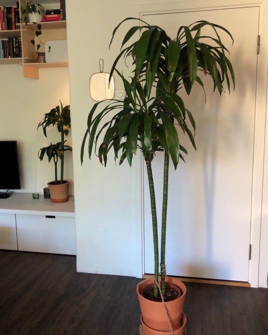 Dracaena