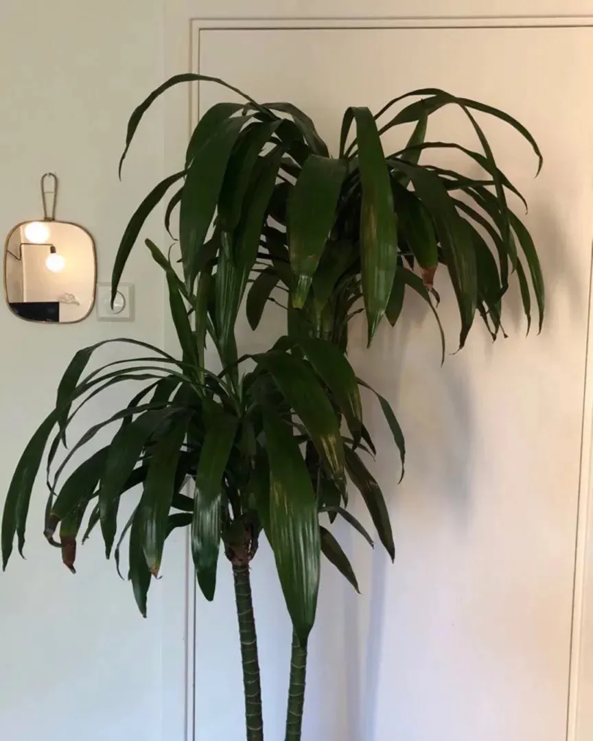 Dracaena