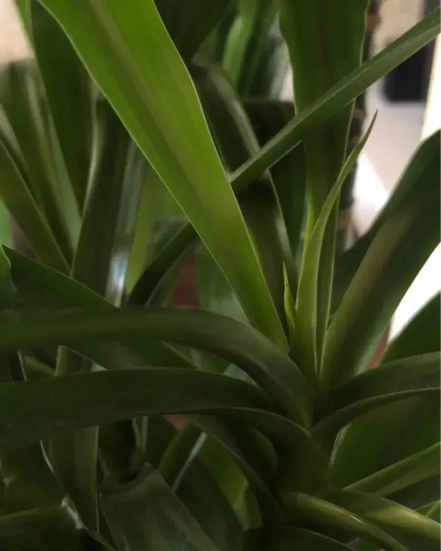 Dracaena