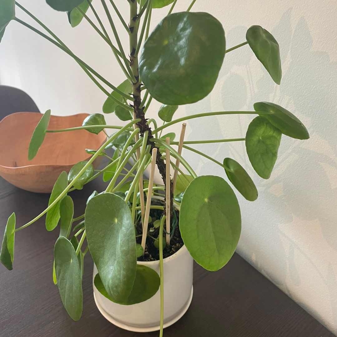 Pilea stiklinger