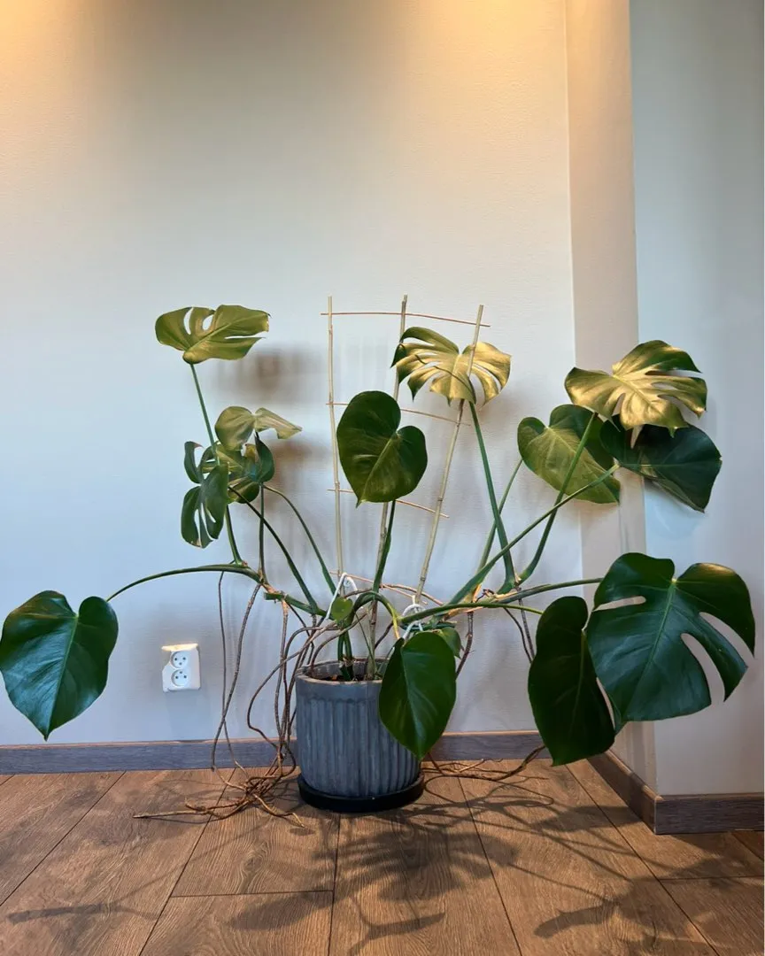 Monstera