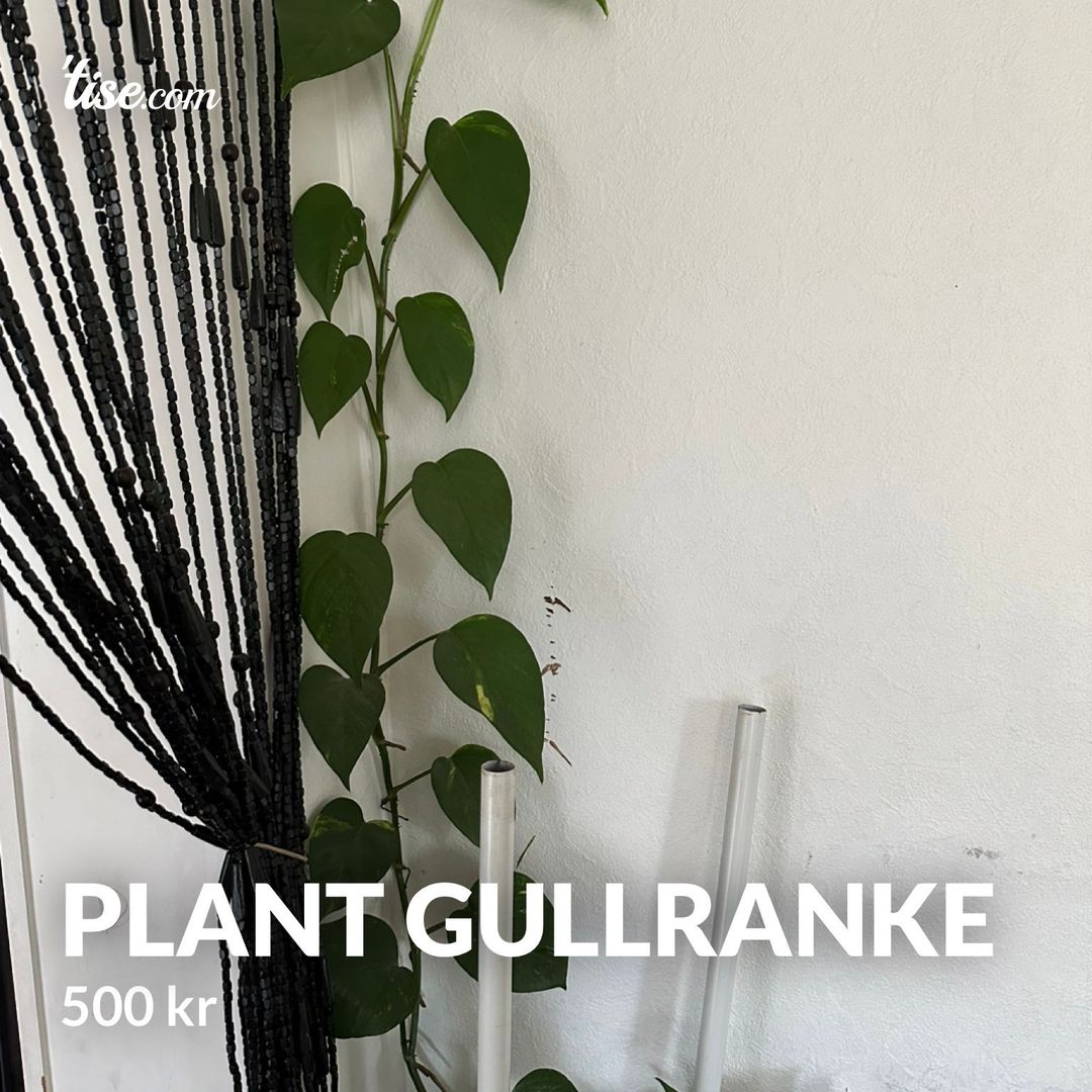 Plant Gullranke