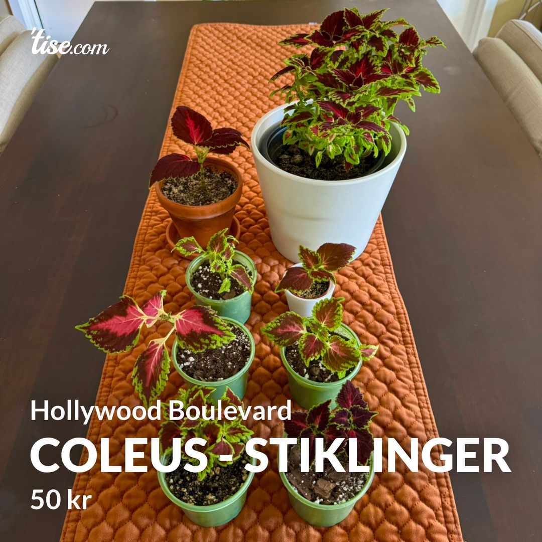 Coleus - stiklinger