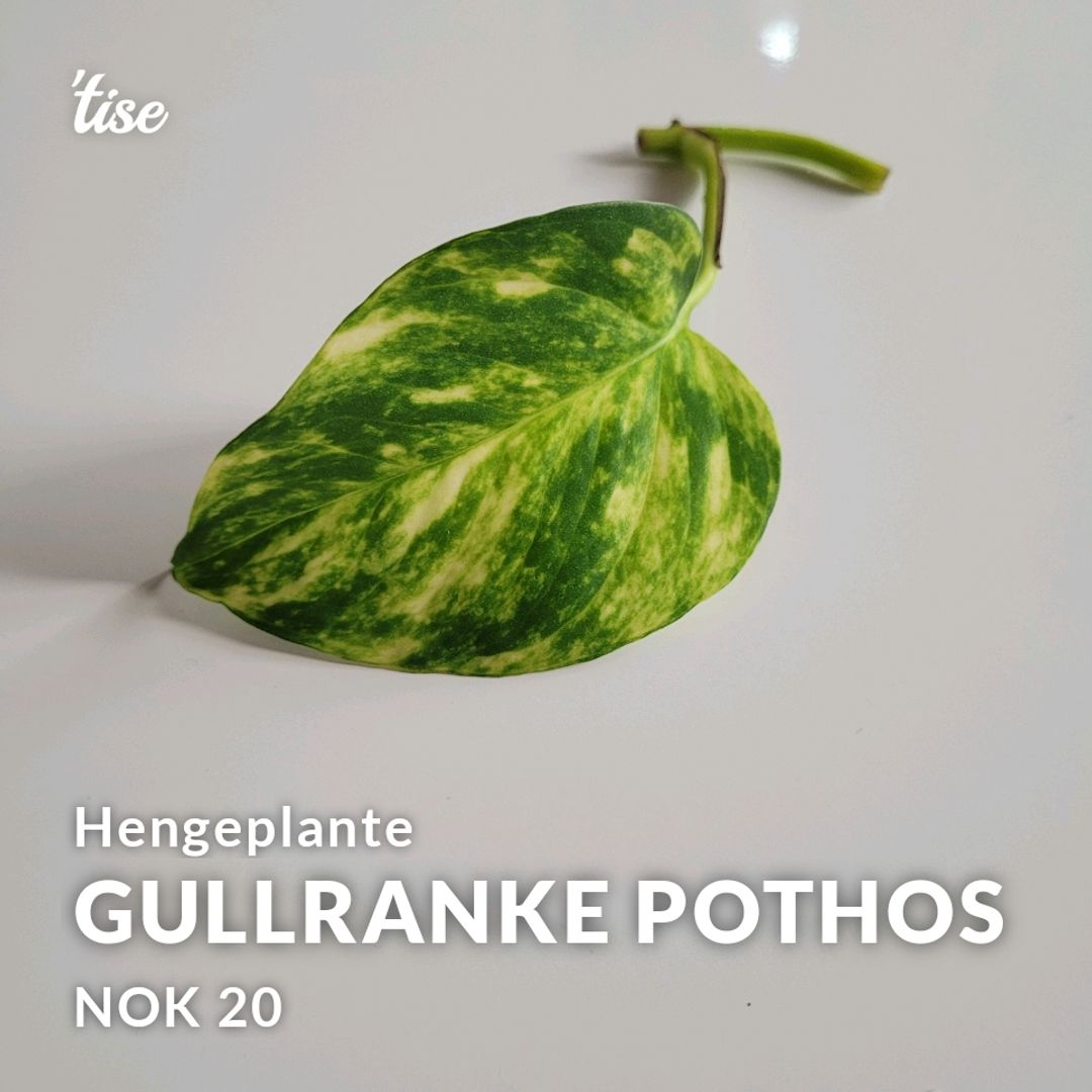 Gullranke Pothos