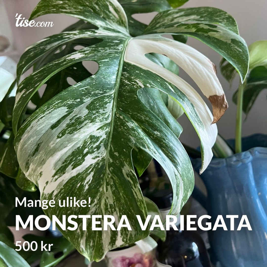 Monstera variegata