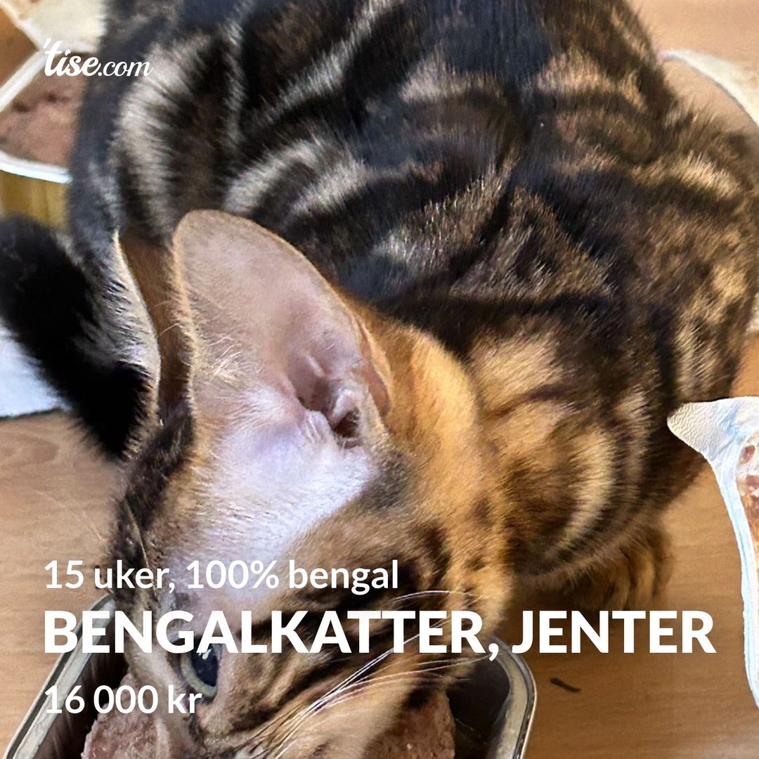 Bengalkatter jenter