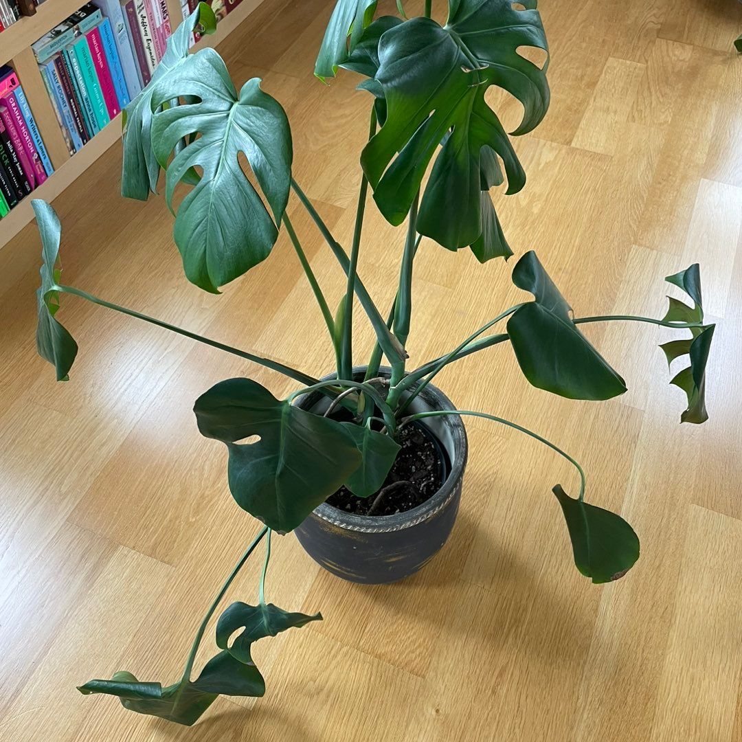 Stor Monstera