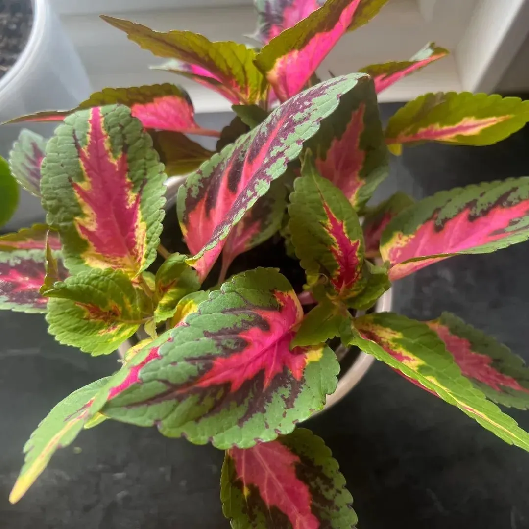 Coleus praktspragle