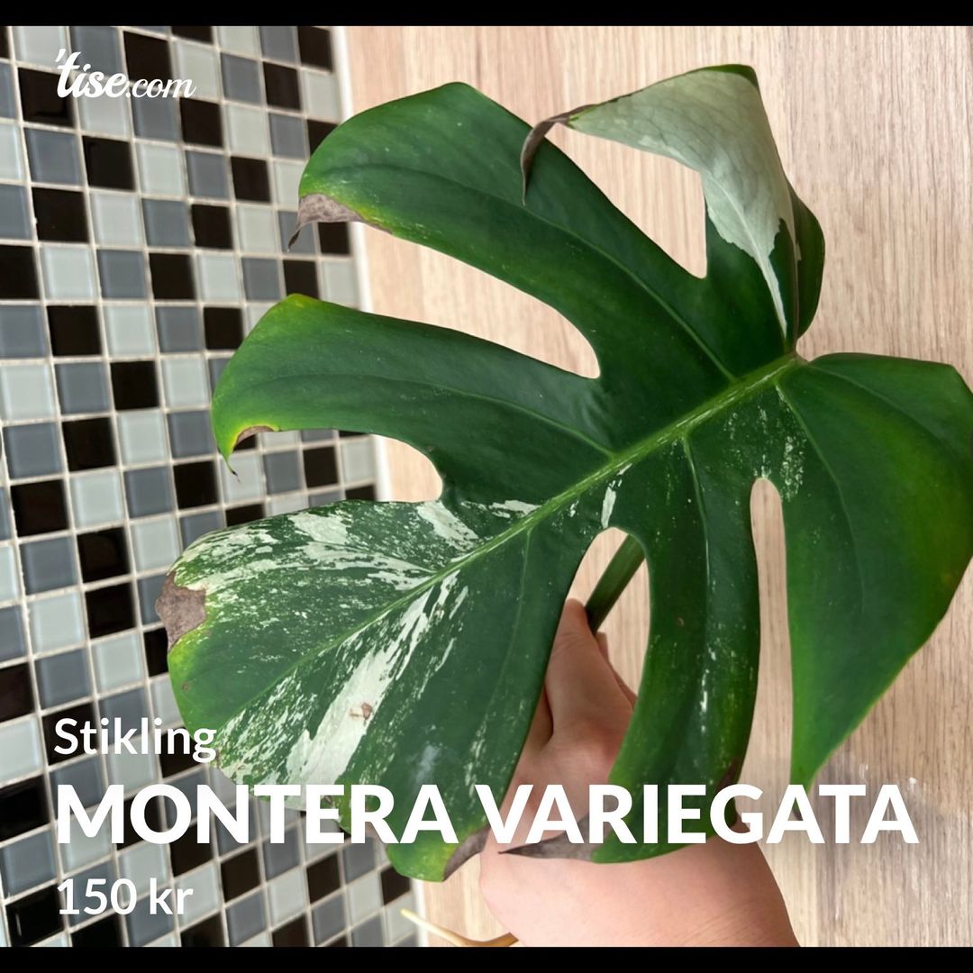 Montera variegata