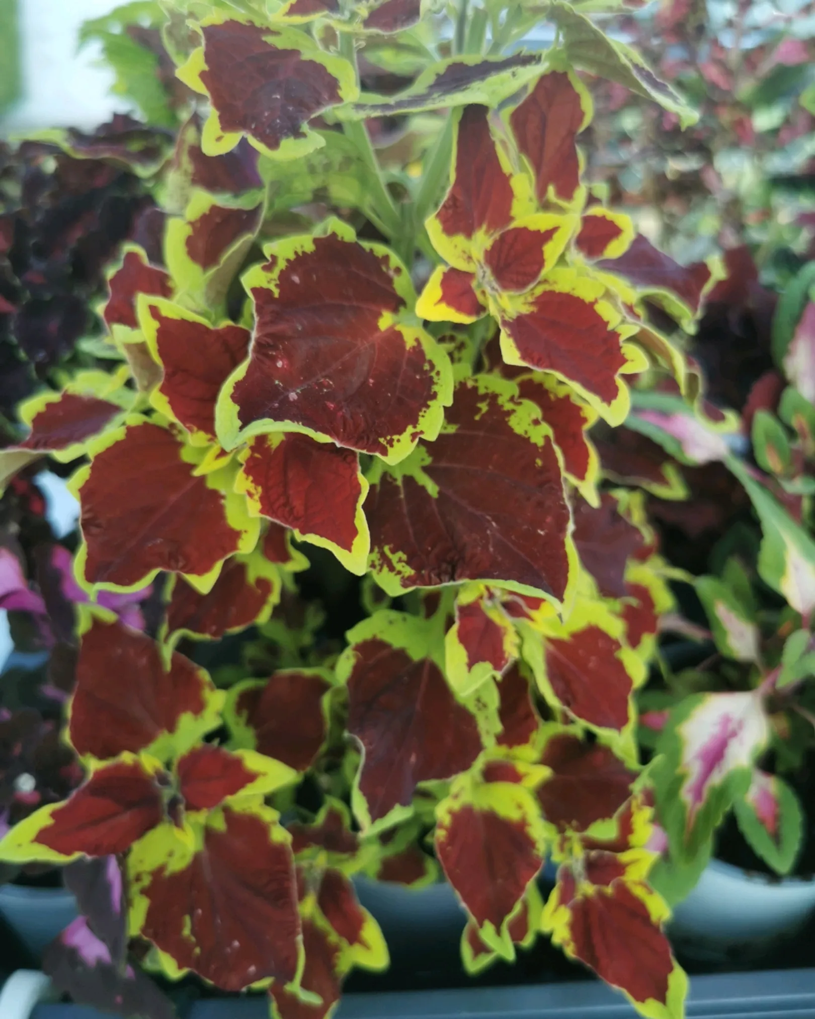 Coleus