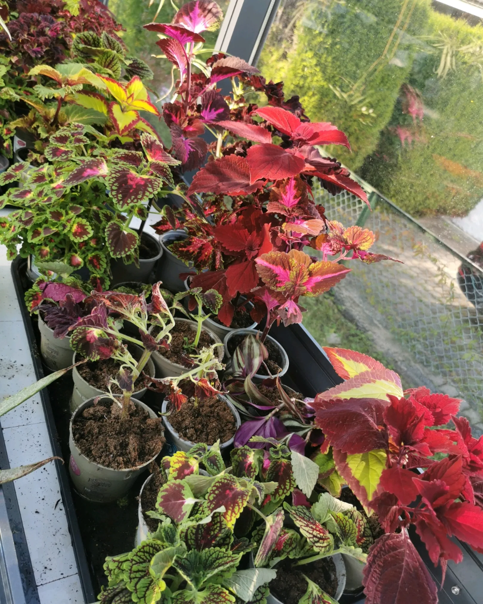 Coleus