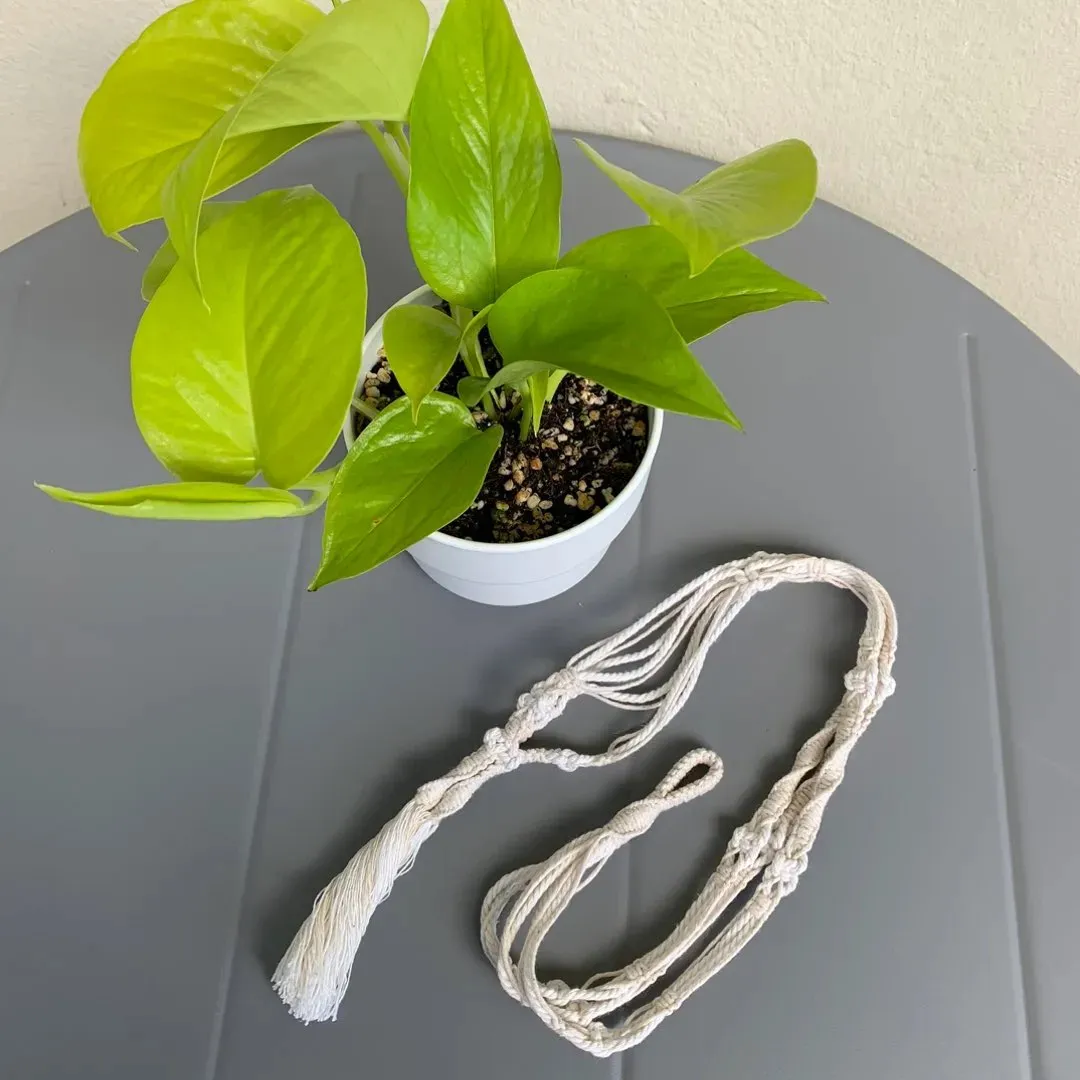 Neon Pothos  Ampel