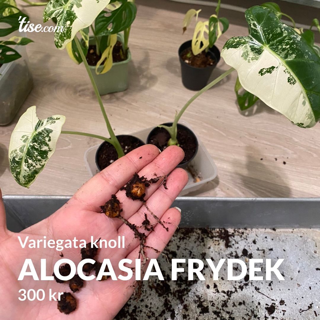 Alocasia Frydek