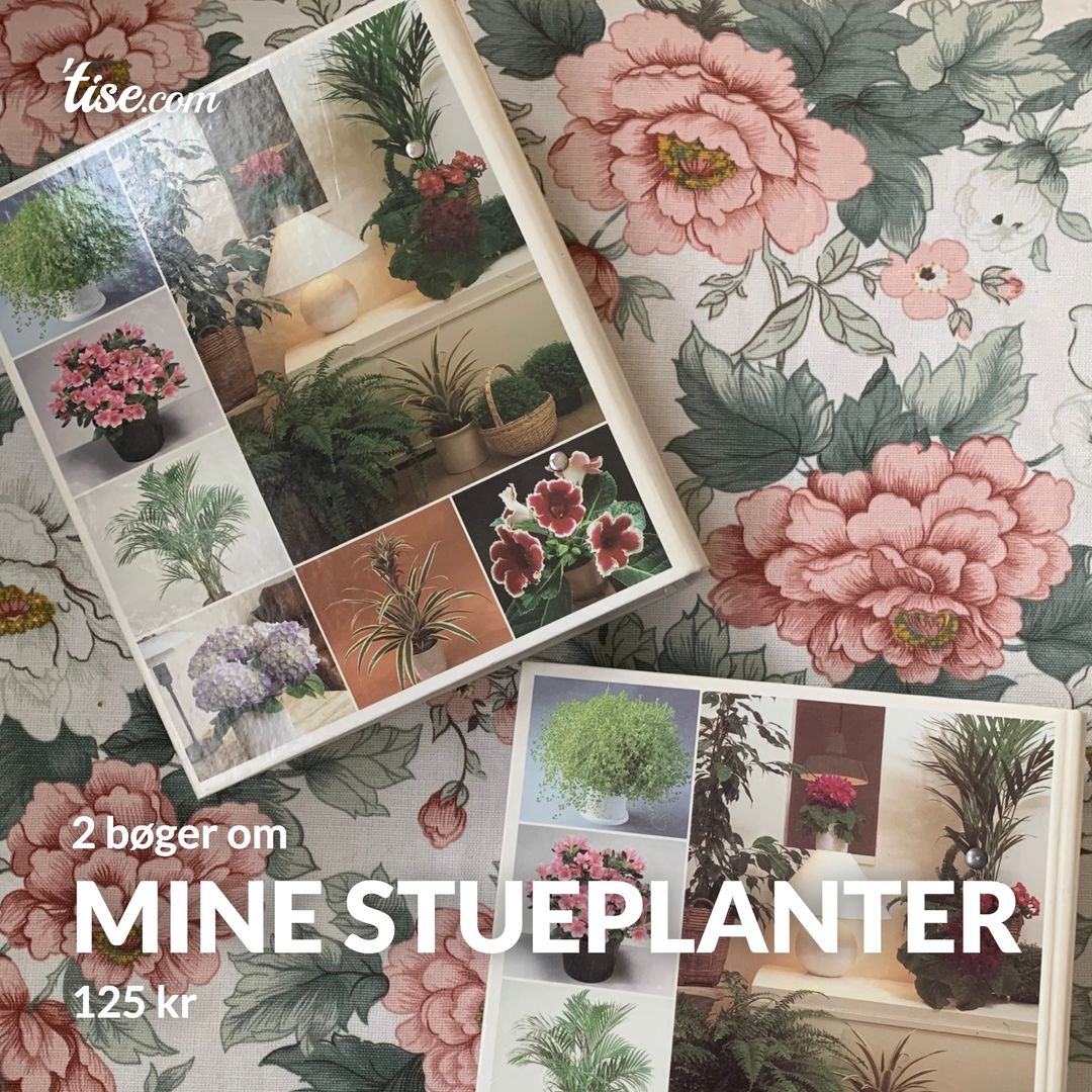 mine stueplanter