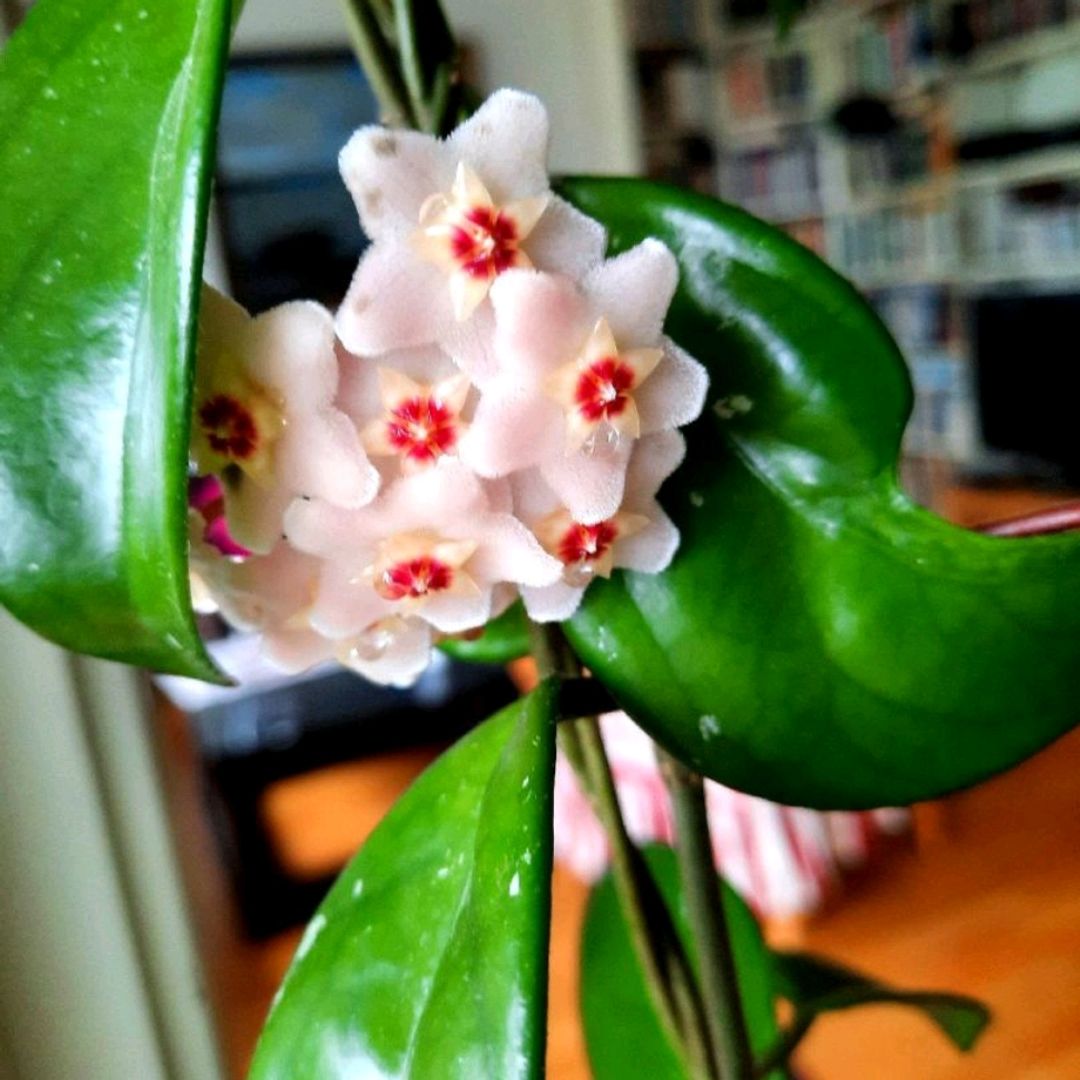 Hoya Carnosa