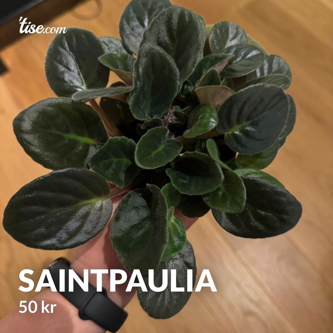 Saintpaulia