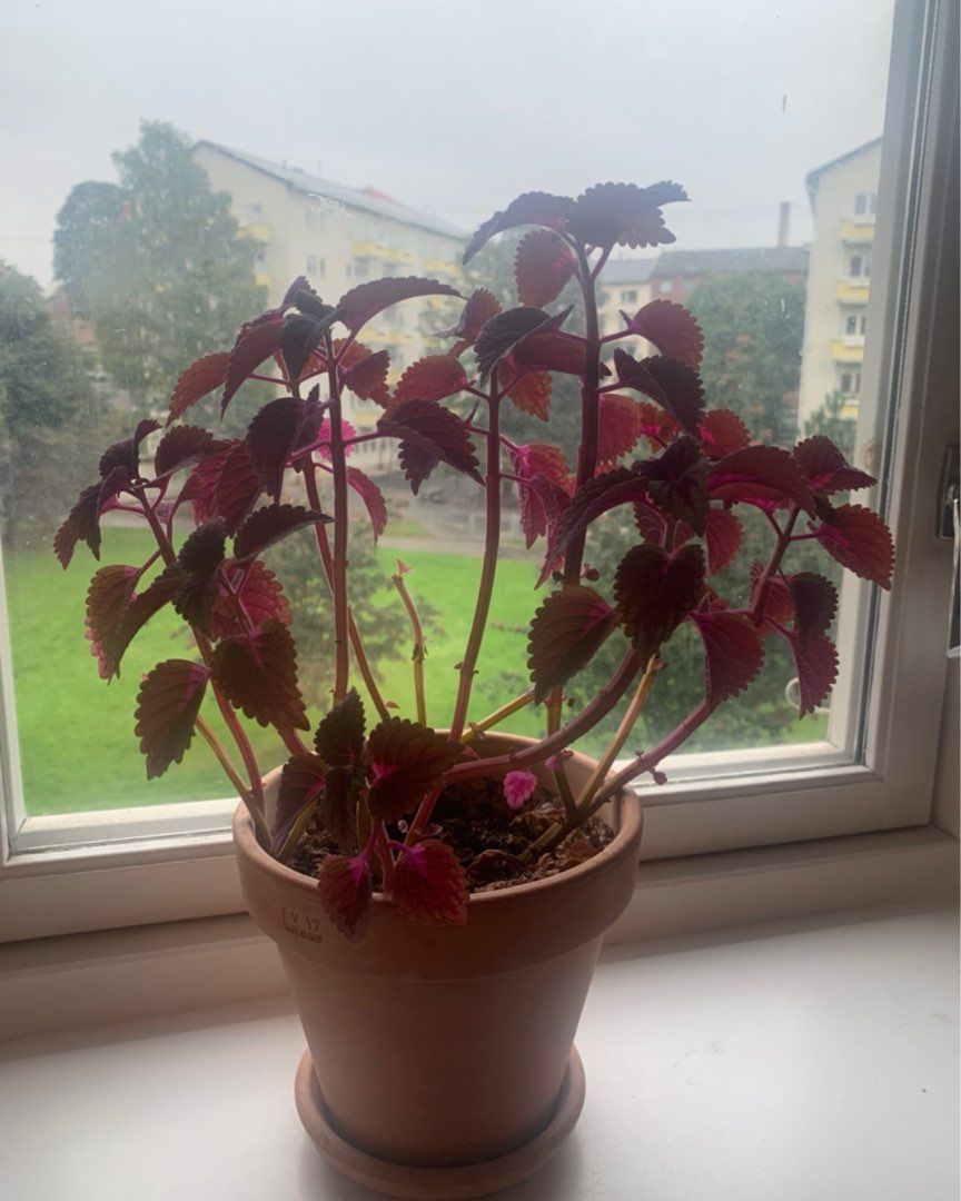 Coleus plante