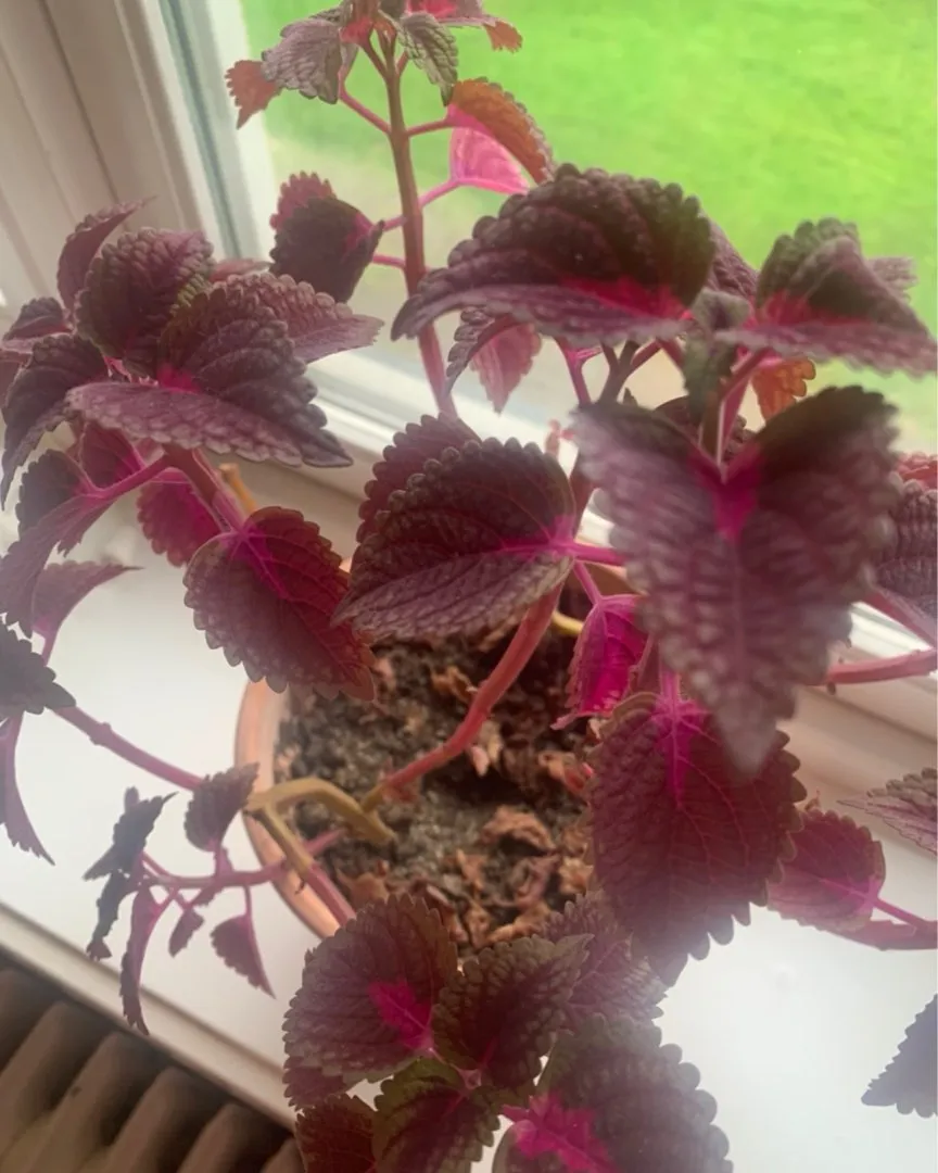 Coleus plante