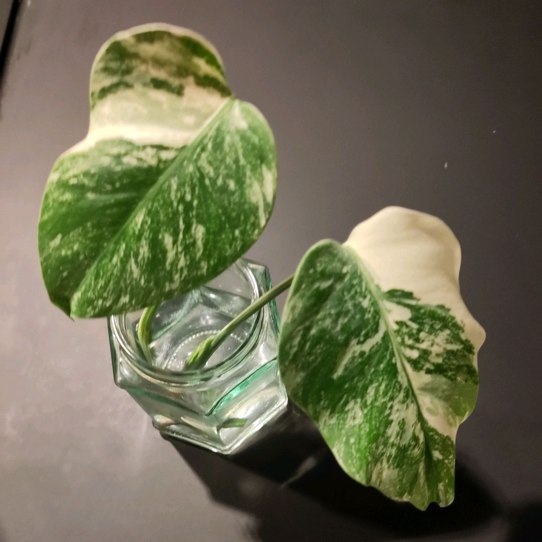 Monstera Variegata