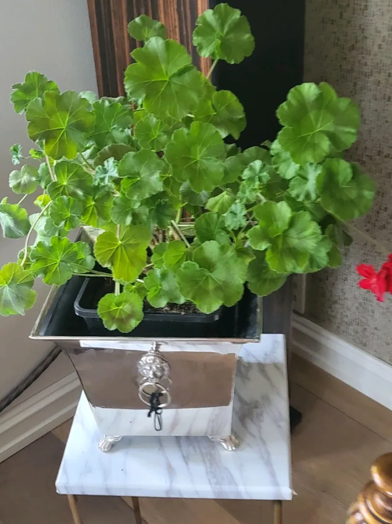 Pelargonia ❤️