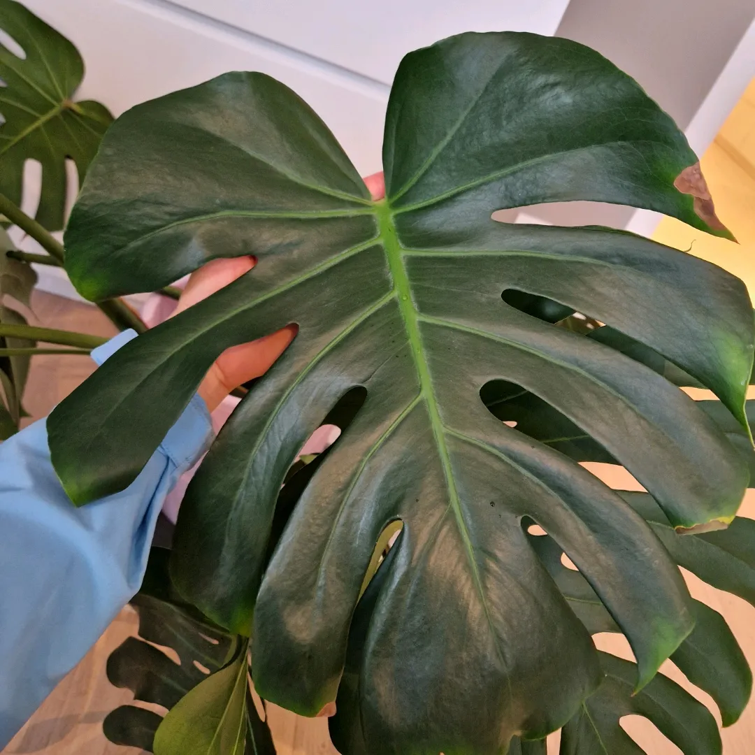 Monstera Stikling