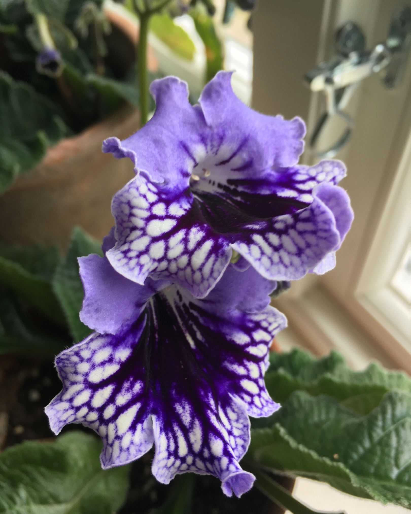 Streptocarpus