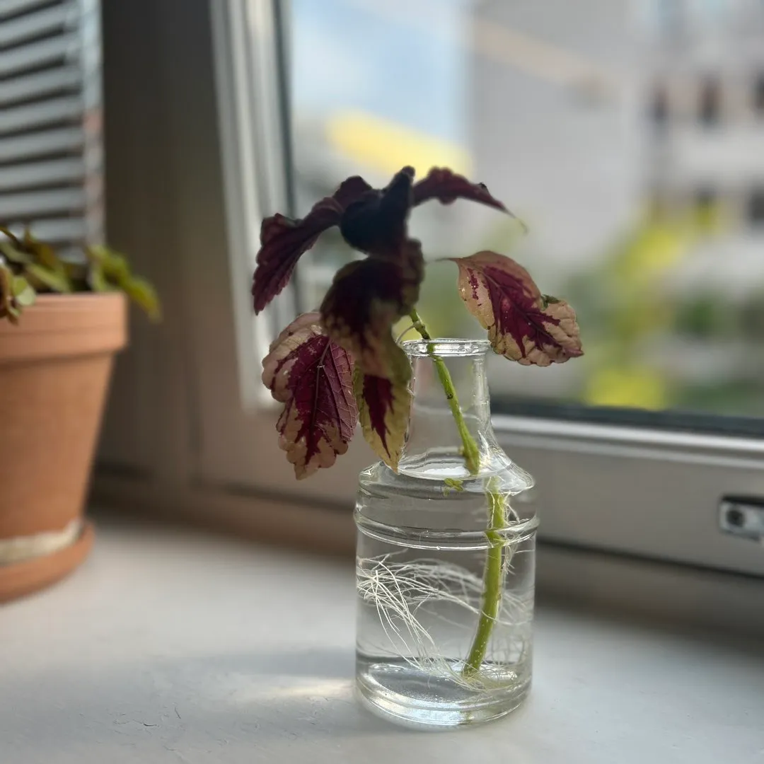 Stikling Coleus