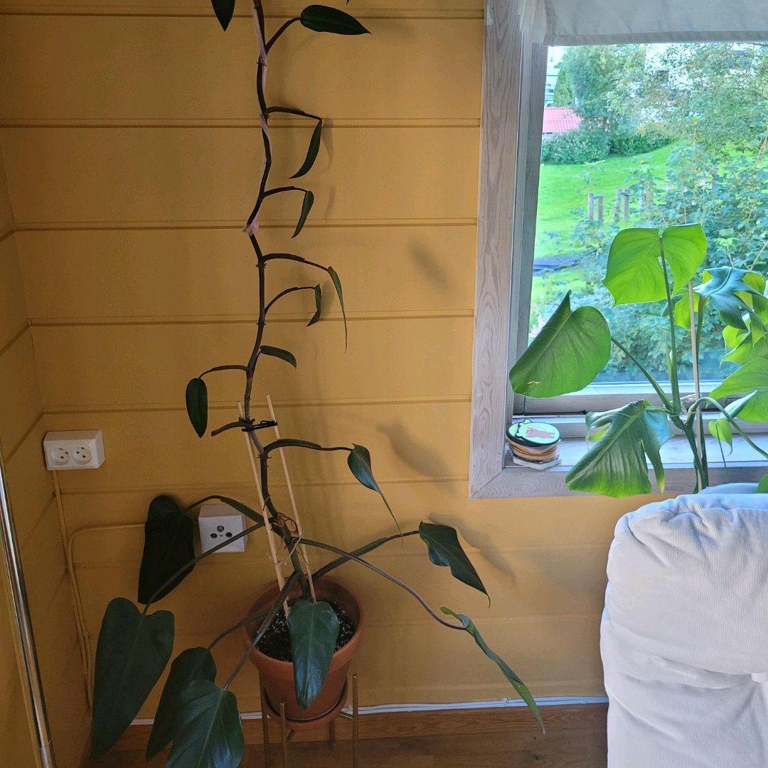 Philodendron