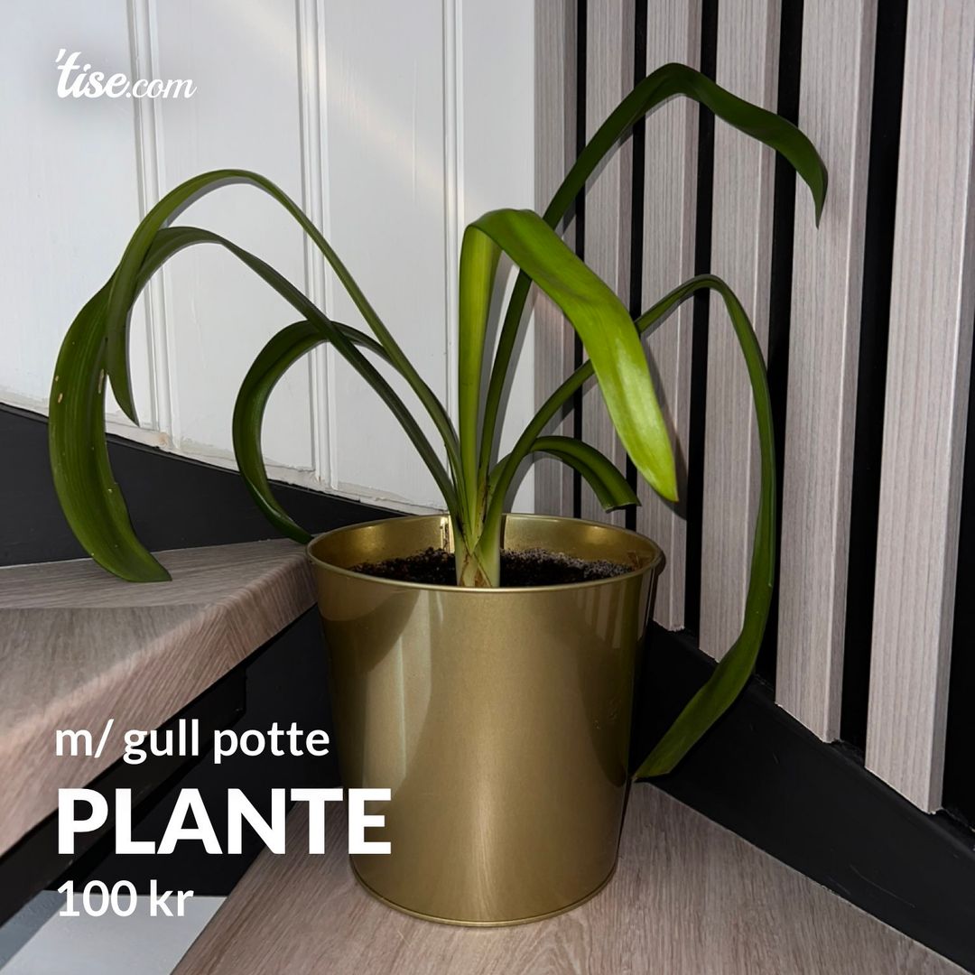 Plante