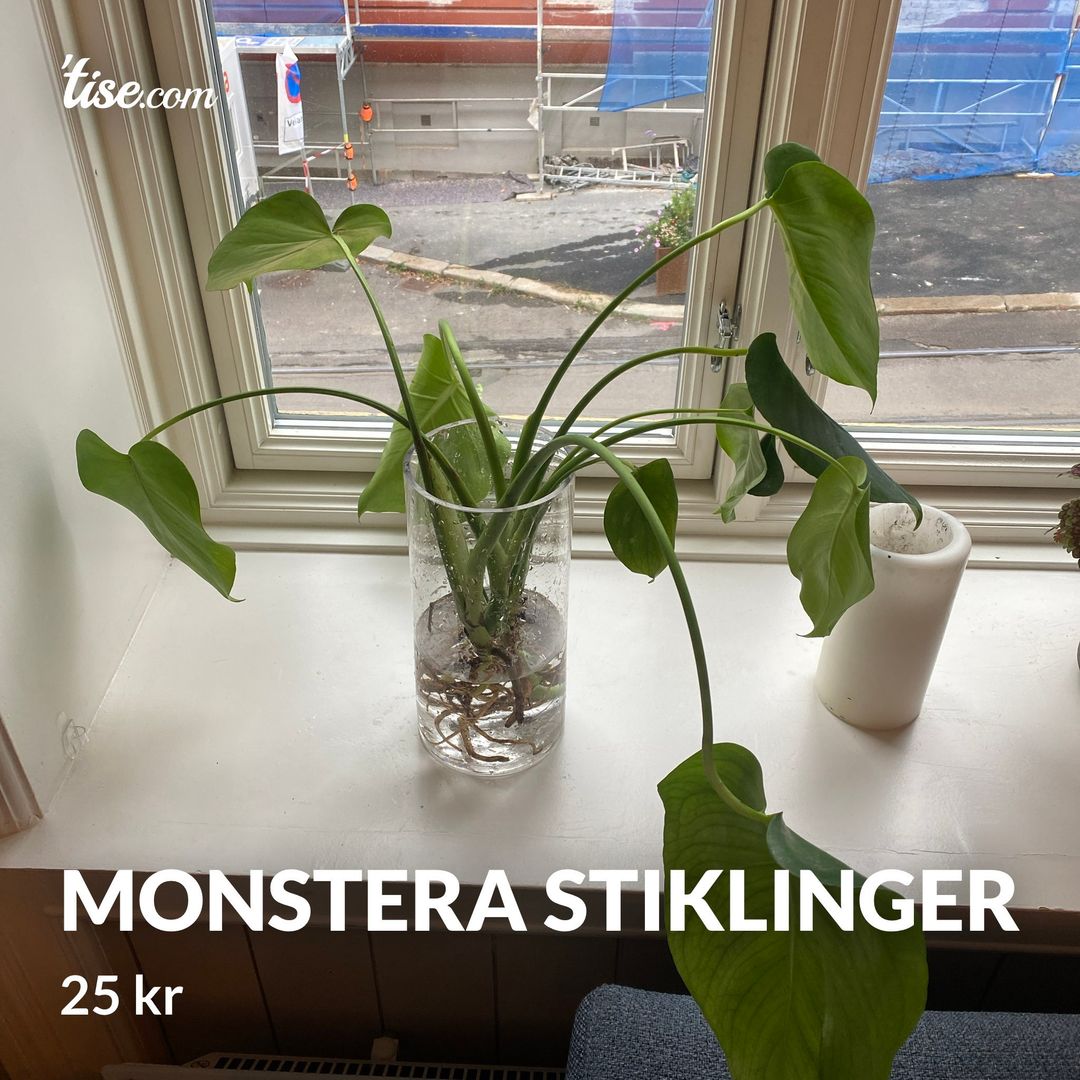 Monstera stiklinger