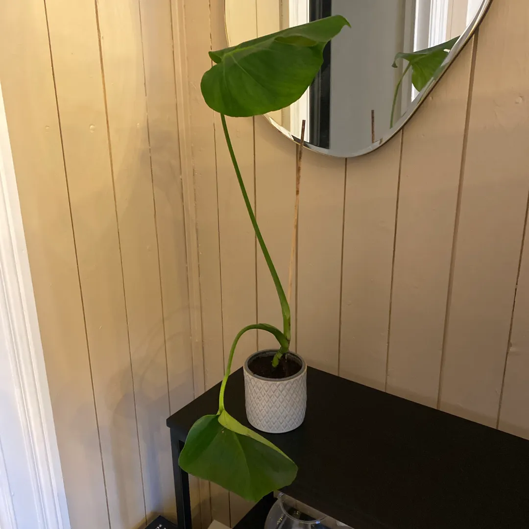 Monstera stiklinger