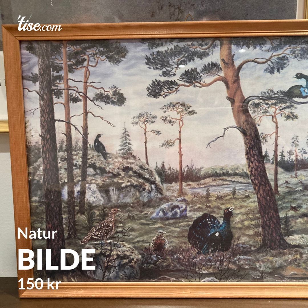 Bilde