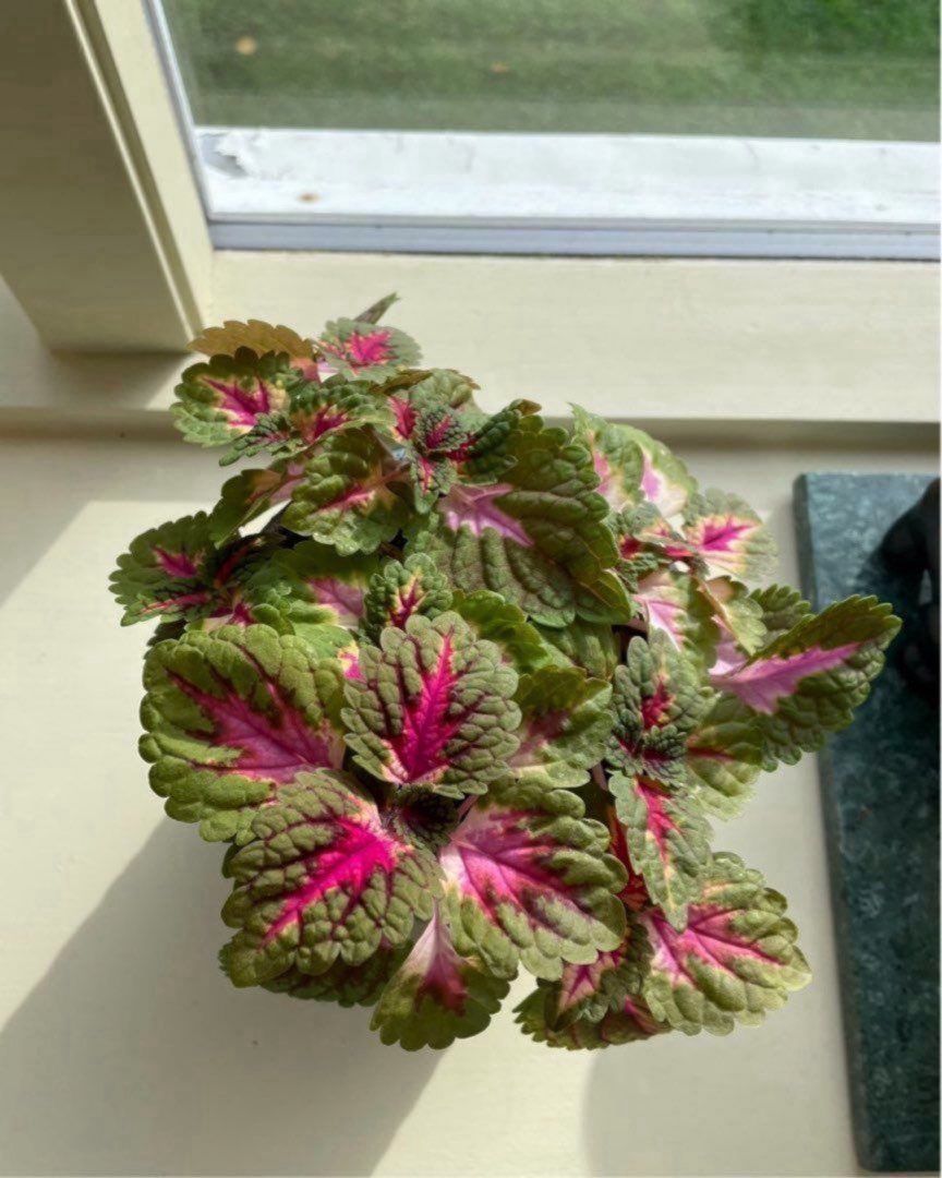 Liten coleus