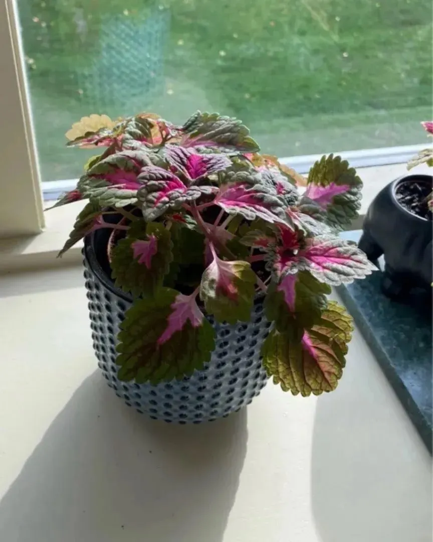 Liten coleus