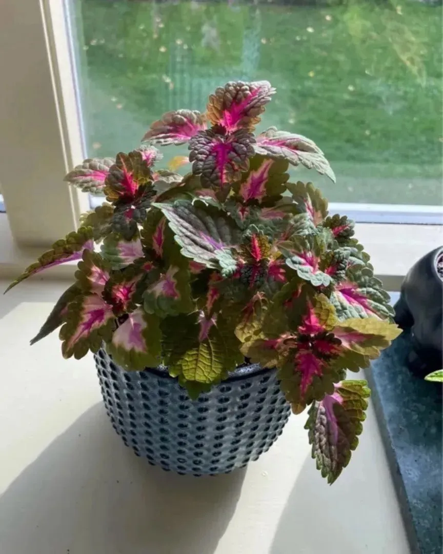 Liten coleus