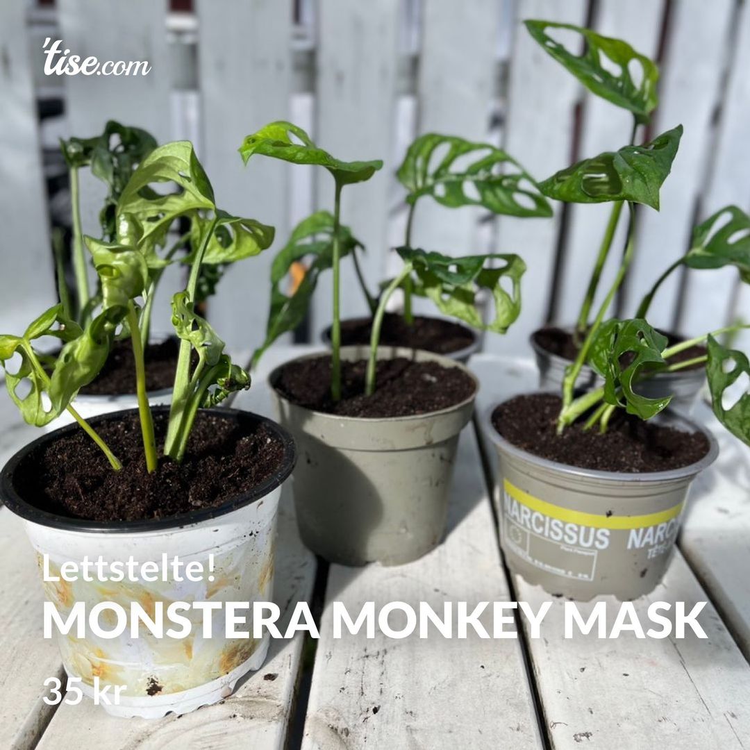 Monstera Monkey mask