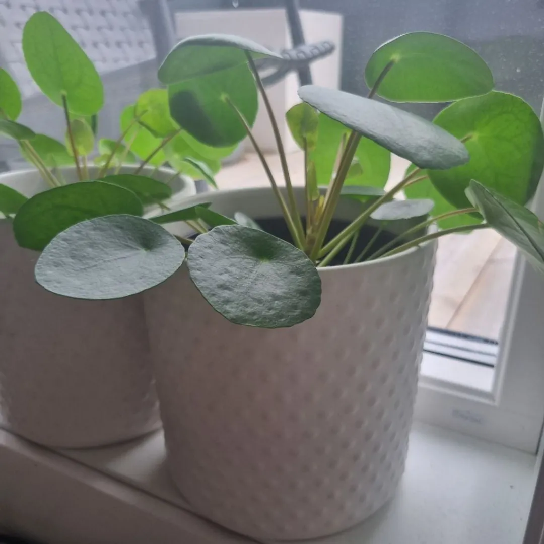 Pilea med potte