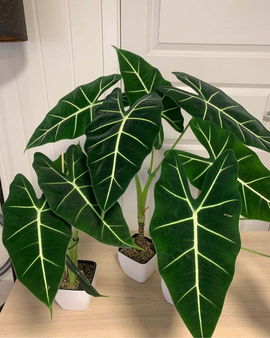 Alocasia Frydek